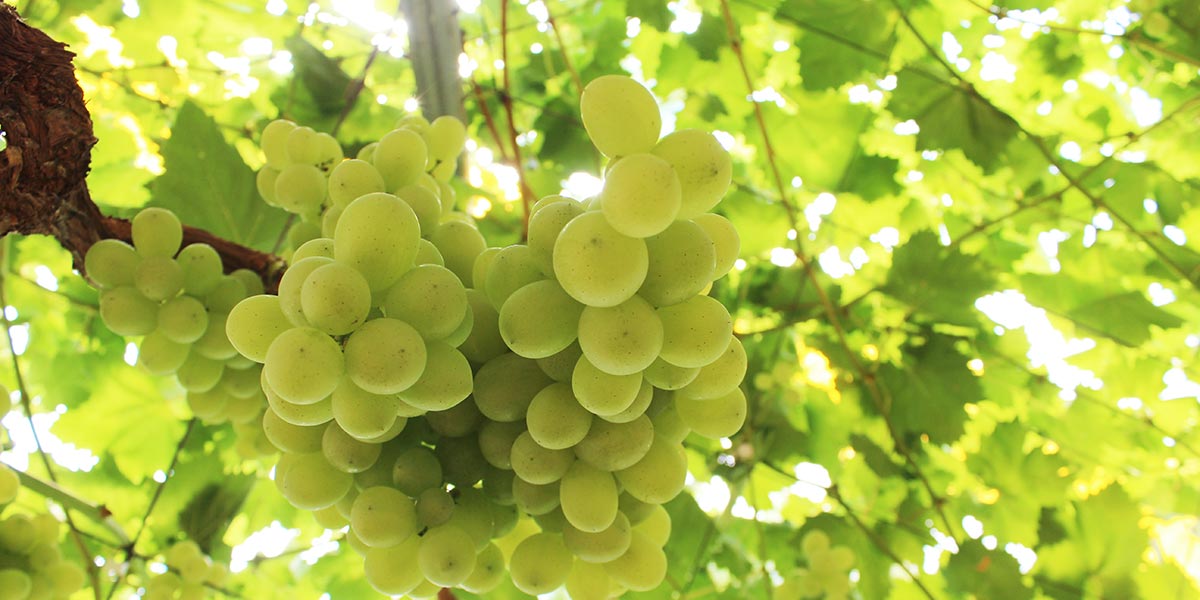 Luv, arriva in Puglia la prima fiera dedicata all'uva da tavola